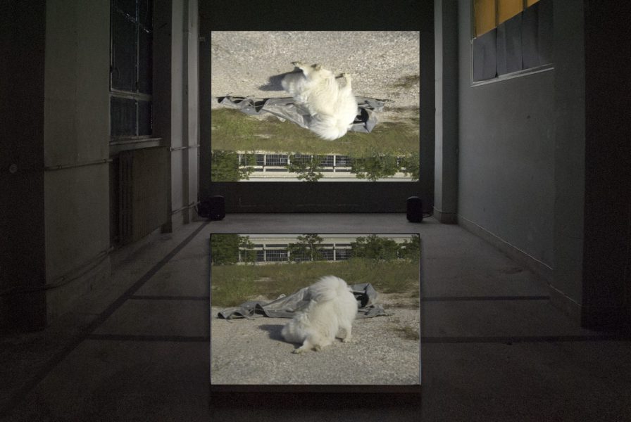 Feral Remnants (Dog), 2017