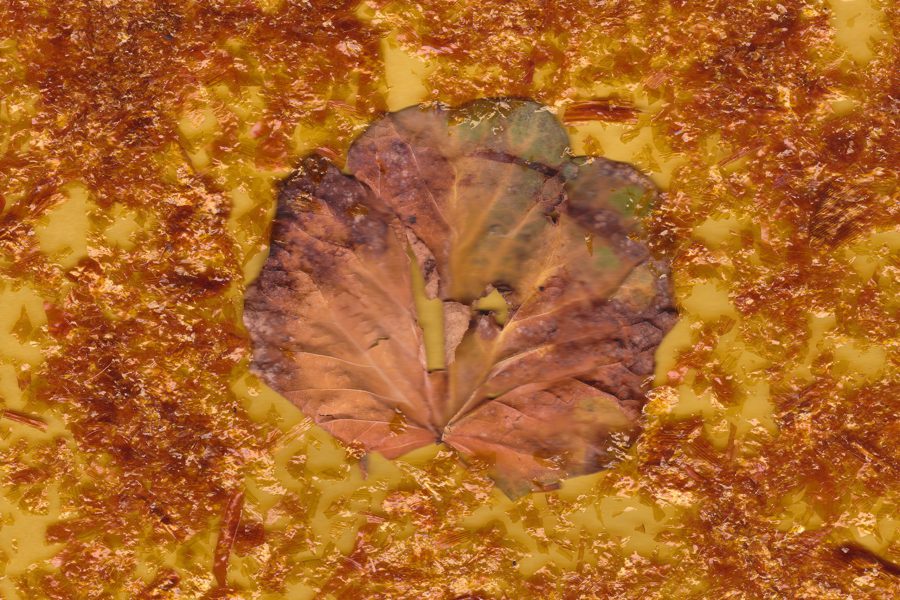 Solid Dreams (Autumn) 2018