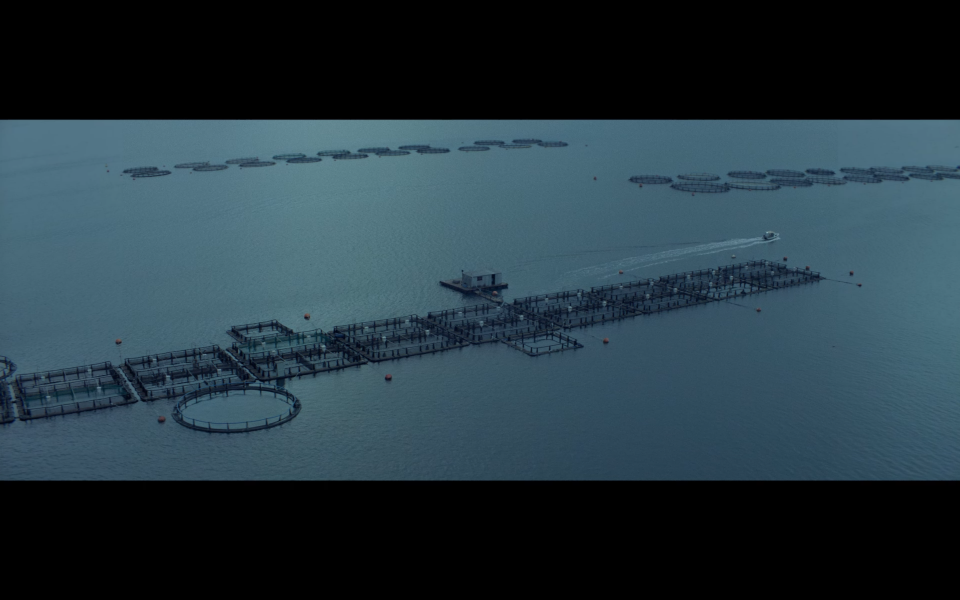 Η Σιγή των Ψαριών Όταν Πεθαίνουν, 2018