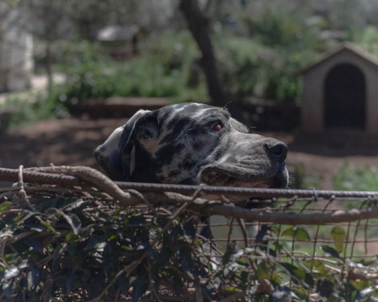 αποστροφή, από τη σειρά 'Ασκήσεις Βεβήλωσης', 2019