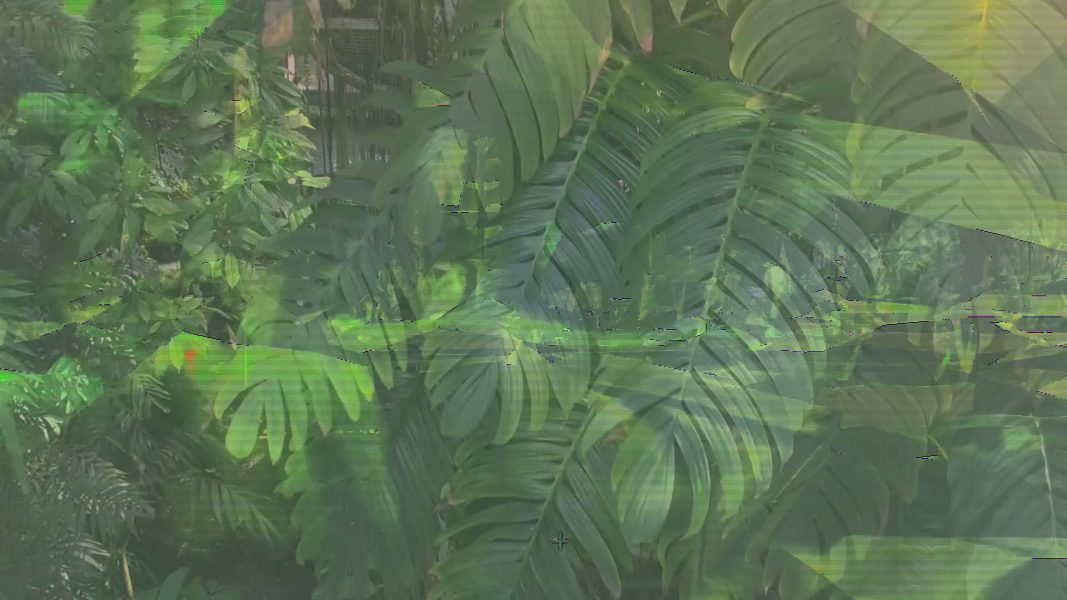 Tropicall Hell, 2019