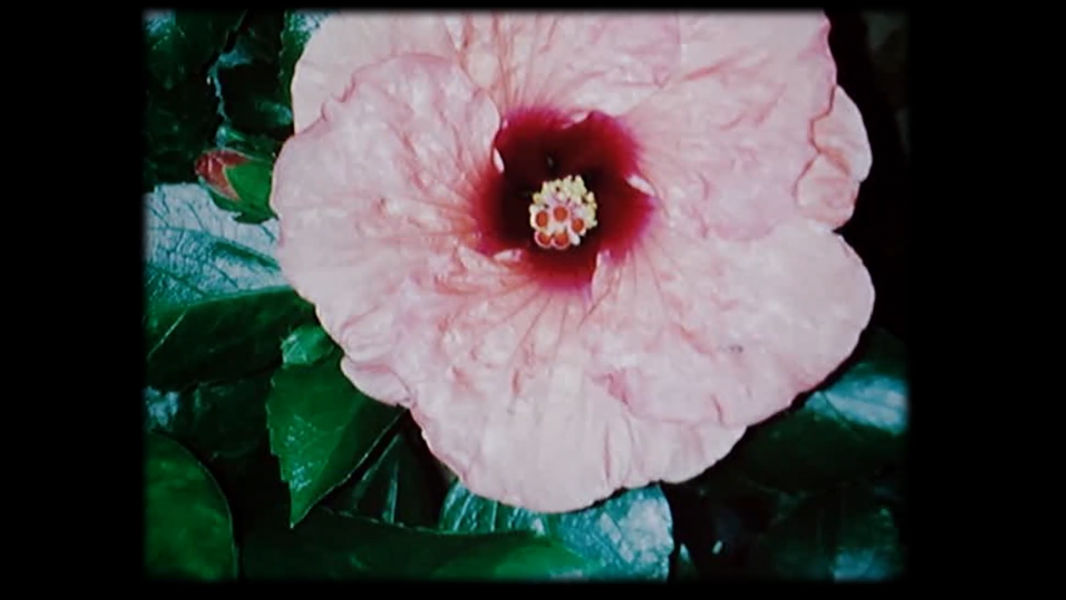 Ανθολόγιο μιας Πεταλούδας, 2020