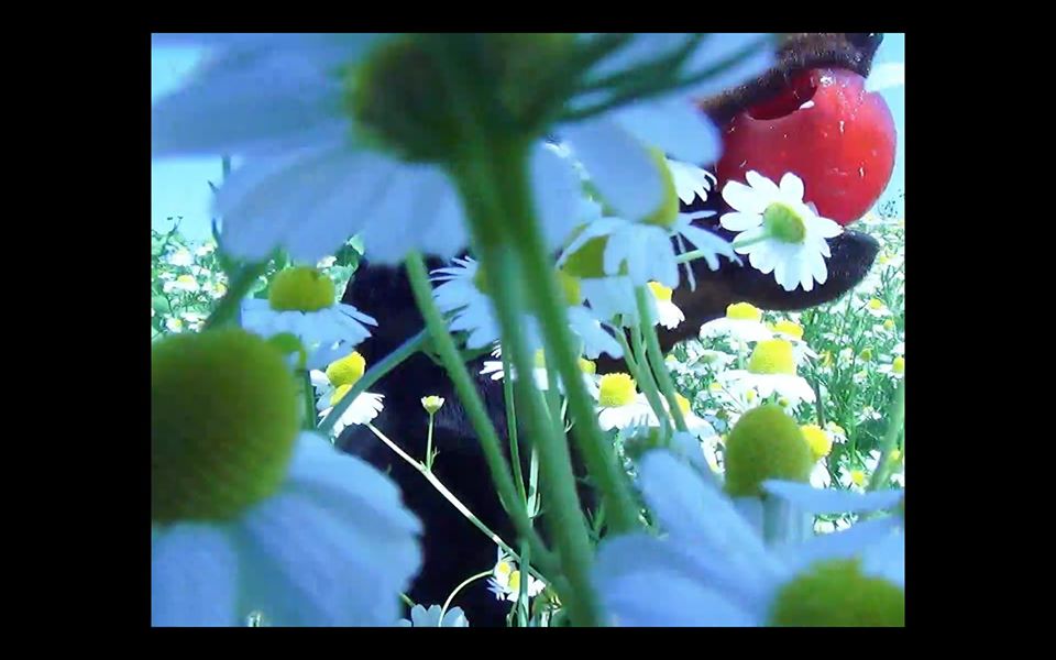 Ο Σκύλος του Χαμομήλι, 2019