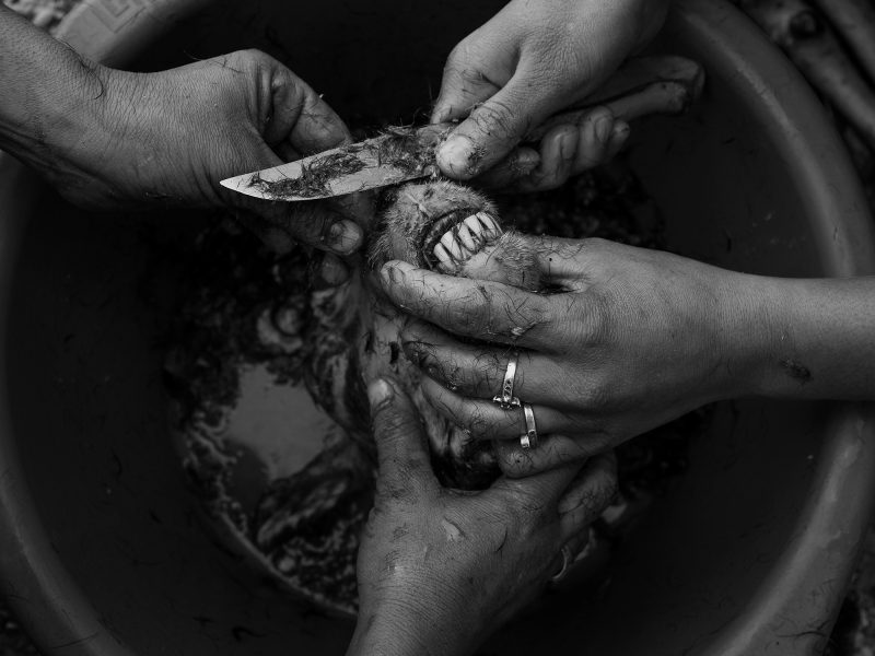 Two women clean the lamb’s head. Lesvos, Greece, The Island, 2020