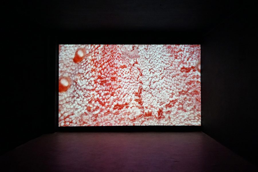 The Lips The Lisp The Slip of The Tongue, 2018