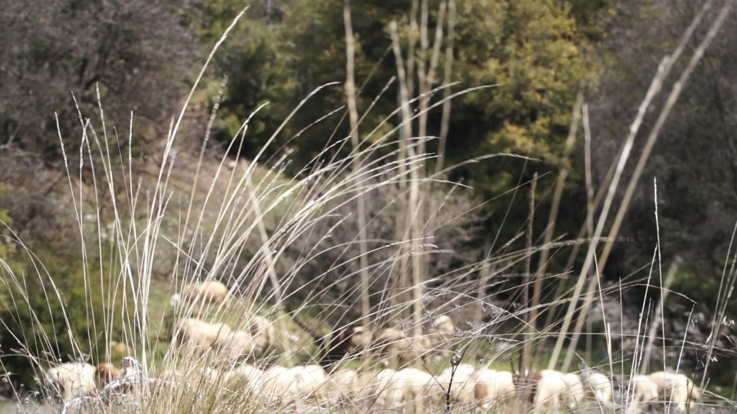 The Shepherd, 2021, 1'