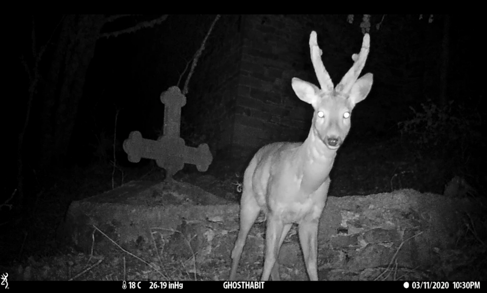 Ghost Habitats-Traps, 2021
