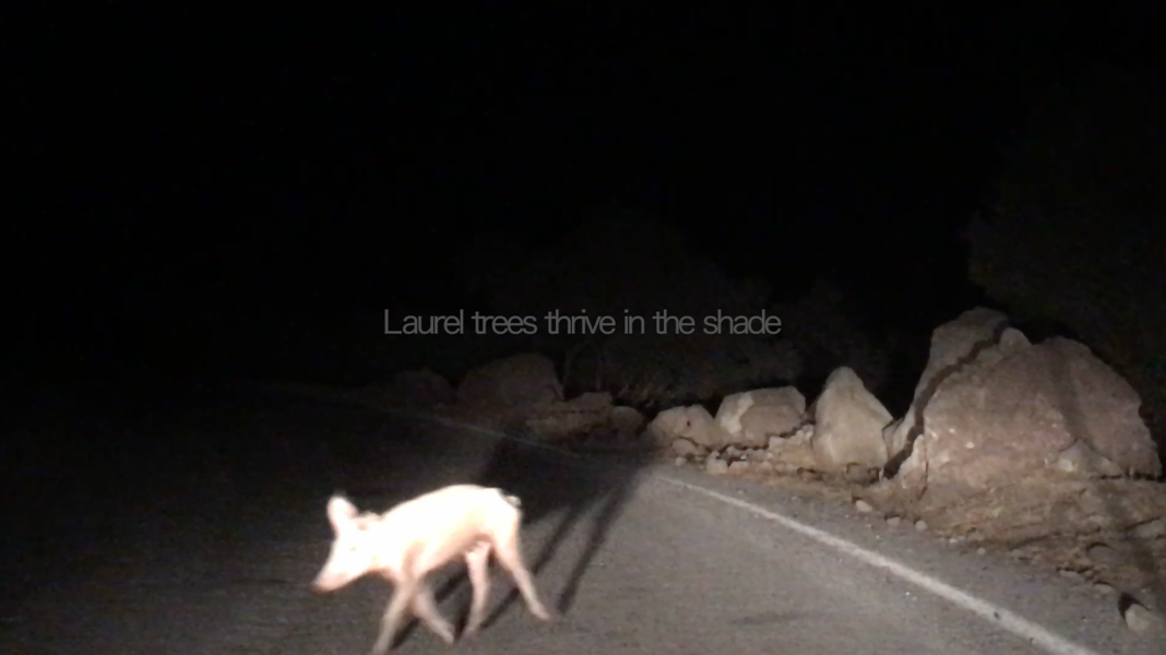 Laurel trees thrive in the shade, 2021