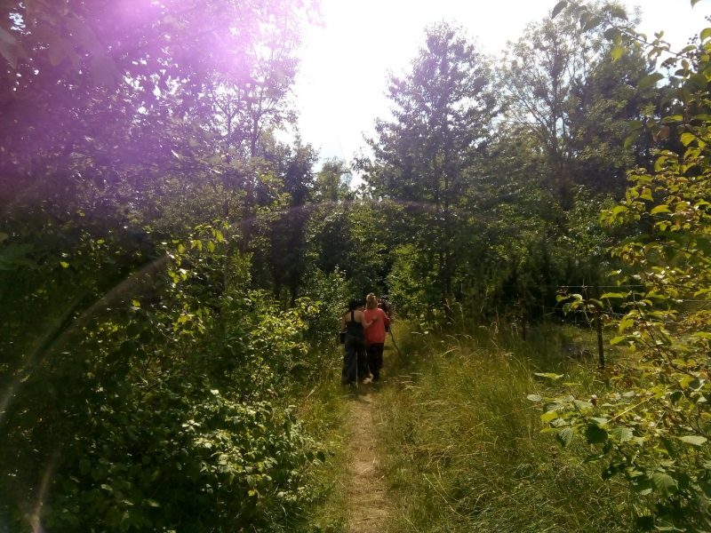 Reverse Walk in the Forest, 2018