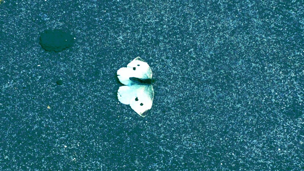 Clouded Yellow, 2022, 3 min., video, colour