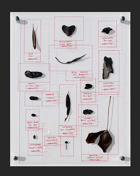 Herbarium Of The 22nd Century, 2021, 50x40x5 cm, Απανθρακωμένα δείγματα χλωρίδας από την Β. Εύβοια